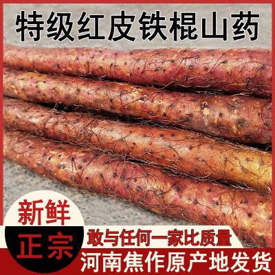 正宗河南焦作温县垆土铁棍山药红皮乌鸡土种植铁锈红斑铁杆怀山药