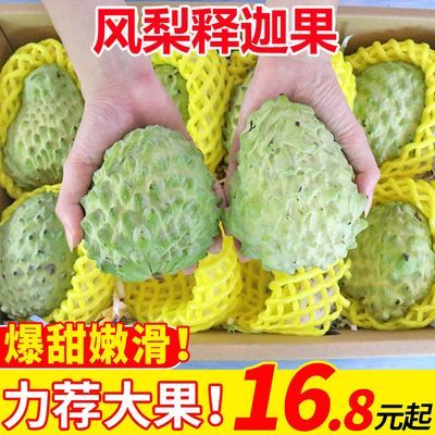 【恬小鲜】新鲜现摘广西牛奶凤梨释迦果番荔枝应季大果佛头摩尼果