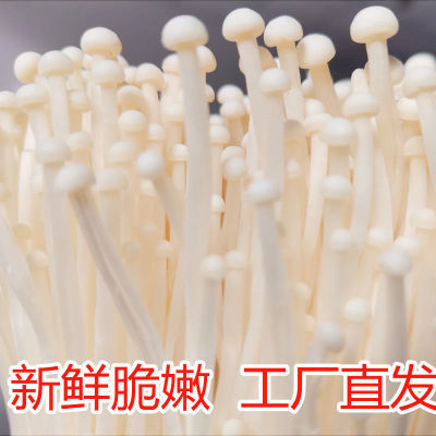 ڲ5ժʽ빽߲ʳþտʳ17.8Ԫ