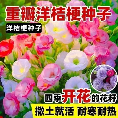 正品洋桔梗花种子无刺玫瑰花种子室内外花种混色花卉种子四季播种