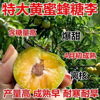 早熟蜂糖李子树苗新品种特大脆甜盆栽嫁接南北方种植脱骨当年结果