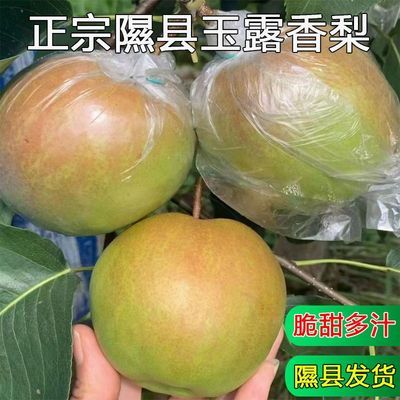正宗隰县小西天玉露香梨山西临汾产地薄皮应季水果新鲜梨子礼盒装