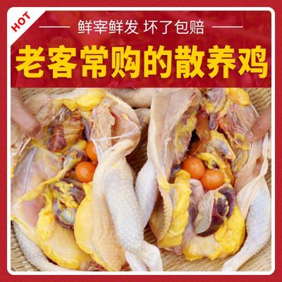 正宗农家散养2-3年土鸡新鲜老母鸡柴鸡走地笨草鸡滋补煲汤月子鸡