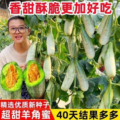 超甜满地爬羊角蜜甜瓜种子正品羊角酥脆甜水果种香瓜种子蔬菜种子