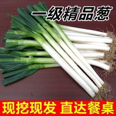 【超便宜】正宗山东铁杆大葱特级大葱新鲜蘸酱葱现挖鲜葱清仓批发