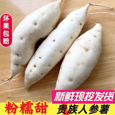 广东湛江正宗网红牛奶人参薯白皮白心板栗薯粉糯香甜无丝新鲜现挖
