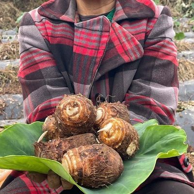 限时特惠软糯丝滑芋头新鲜芋艿农家自种无公害清仓10斤