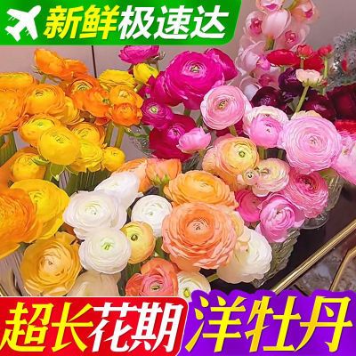 洋牡丹鲜花生活鲜花长花期真花切花插花艺同城速递红黄粉白橙色