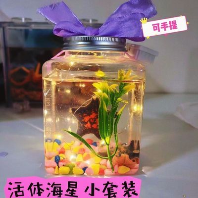 网红海星饲养套餐桌面观赏迷你小型懒人宠物好养儿童礼物入门豪华