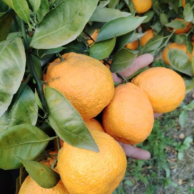 混搭黄果柑四川自家果园,100%下单采摘新鲜到家,无籽无核自家果园