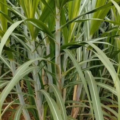 甘蔗现发新鲜1541糖蔗广西当季甘蔗青皮包邮现砍