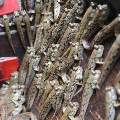 跳跳鱼弹涂鱼活鱼滩涂鱼淡水观赏鱼宠物饲料苗跳跳鱼弹涂鱼食用