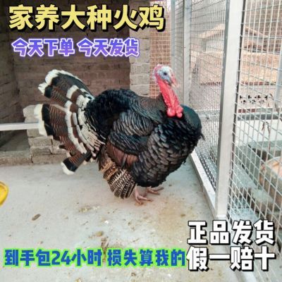 一斤半斤脱温火鸡苗好养正宗贝蒂娜青铜火鸡成年火鸡活苗家禽散养