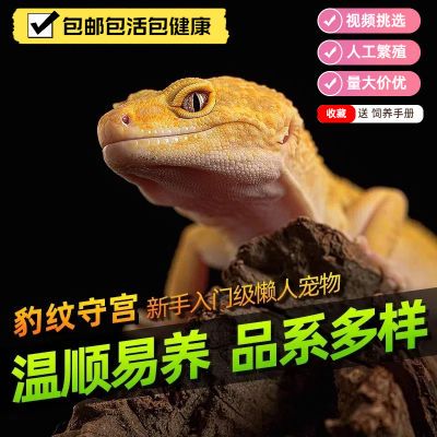 特价温顺豹纹守宫新手入门宠物蜥蜴包邮包活成体亚成人工繁殖爬宠