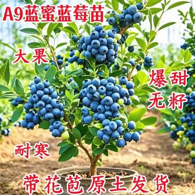 [带花苞带土]蓝莓果树苗大果纯甜无籽阳台庭院盆栽地栽南北方种