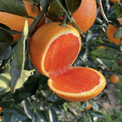 秭归中华红橙 酸甜可口 非塔罗科血橙  本人是果农  当季新鲜现摘【6天内发货】
