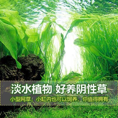 鱼缸水培植物 马达加斯加阴性净化水质造景全套网红草