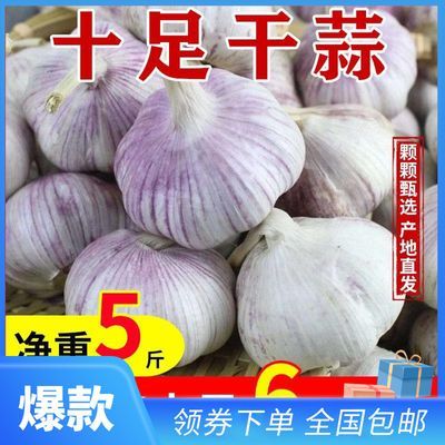 十足2025正宗紫白皮大蒜头山东批发白皮新鲜干蒜红皮农家特大晒干