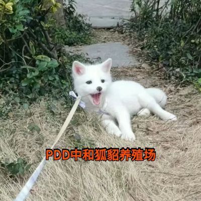 [青丘灵狐] 十年诚信   宠物狐狸繁殖人工家庭饲养可爱熊猫狐幼宠【15天内发货】