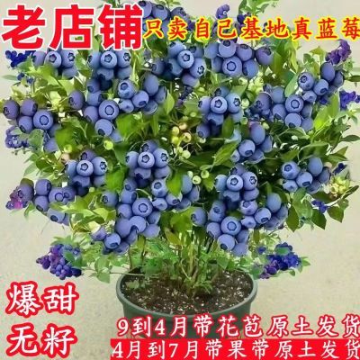 [带花带土]蓝莓树苗大果超甜无籽耐寒室内庭院盆栽地栽南北方种植