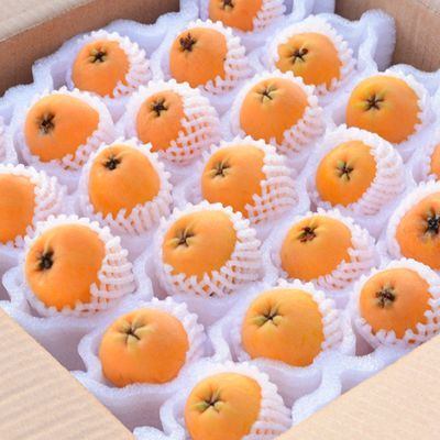 【彩箱】四川攀枝花米易枇杷大五星当季新鲜水果琵琶孕妇非云霄