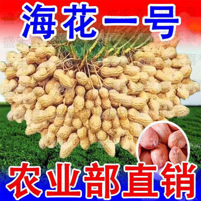 山东海花一号花生种子高产农科院新品种带壳薄壳大粒花生种批发