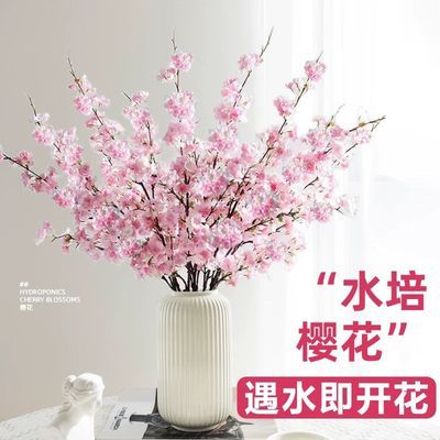 【遇水开花】水培樱花干枝耐寒水养植物室内客厅尺寸80厘米网红