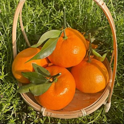 四川明日见鲜橙|独立装现摘现发热卖桔子当季新鲜水果春见耙耙柑