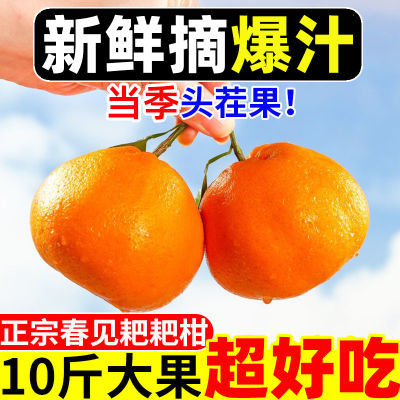 【爆甜】春见耙耙柑现摘四川应当季新鲜孕妇水果丑橘子薄皮丑柑橘