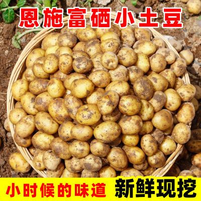 湖北恩施富硒小土豆新鲜现挖高山迷你黄心土豆马铃薯洋芋产地直发