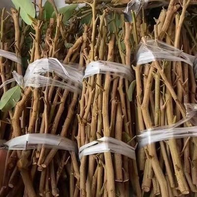 原产地发货优质品种第一代纯种仙进奉嫁接枝条情人观音绿改良荔枝