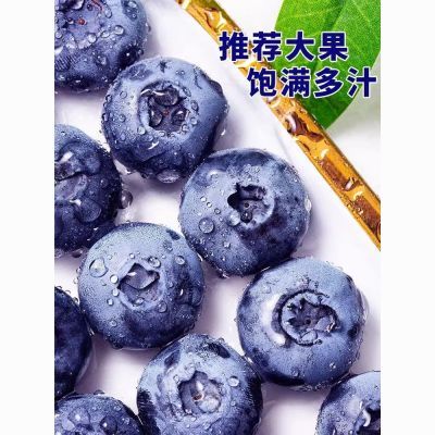 云南高山蓝莓花香蓝莓当季新鲜产地直发酸甜可口脆香个大125克