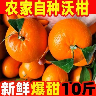 【爆甜沃柑】超甜现摘正宗沃柑应季新鲜水果薄皮橘子大果批发沃柑
