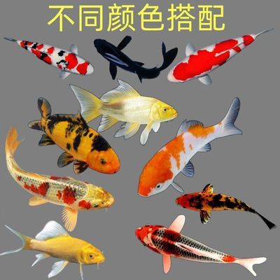 锦鲤观赏鱼金鱼活鱼锦鲤活鱼草金鱼冷水鱼淡水观赏鱼练手鱼好养