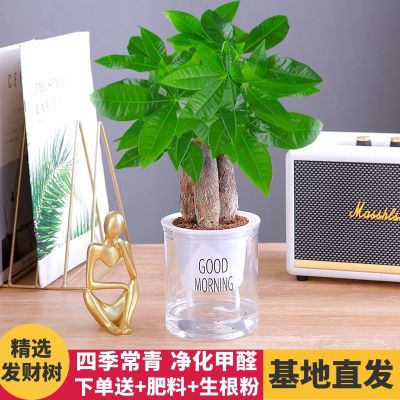 发财树盆栽室内植物客厅吸甲醛好养小盆景四季常青可水培花卉绿植