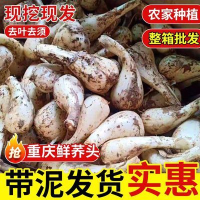 藠头批发新鲜无叶荞头教头茭头新鲜茭白小蒜茭头农家种植现挖现发