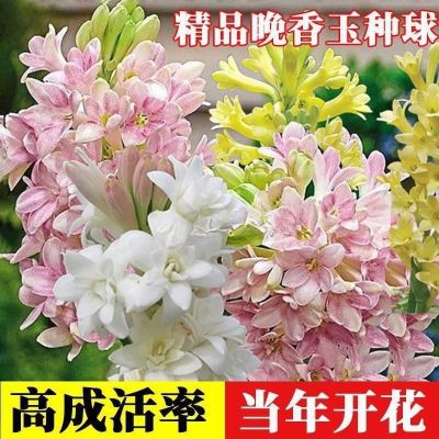 晚香玉种球重瓣浓香型带母球混色多年生庭院盆栽花易成活