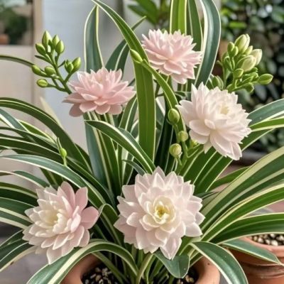新品浓香型重瓣大花金边吊兰绿植花卉四季开花盆栽室内外净化空气