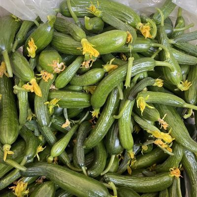 新鲜脆嫩腌制现发咸菜青瓜小黄瓜扭 腌酱菜专用一整箱寿光小黄瓜优惠商品图片