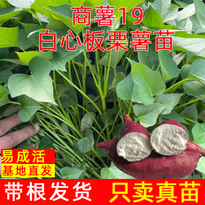 商薯19红薯苗板栗薯苗红皮白心秧苗脱毒番薯苗高淀粉高产地瓜苗
