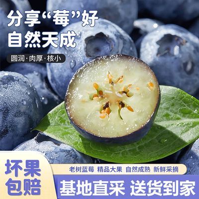蓝莓新鲜大果15mm孕妇当季蓝莓果新鲜一整箱散装商用批发