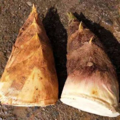 春笋毛笋竹笋黄泥冬笋毛笋毛竹笋新鲜春笋楠竹笋江西特产嫩笋现货