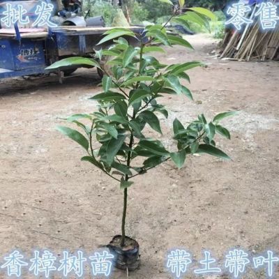 香樟树苗龙脑樟树驱蚊驱虫小叶香樟木树名贵苗木庭院绿化风景大树
