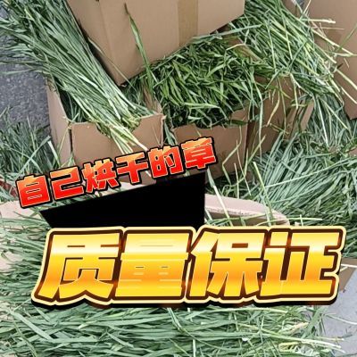 2025新款小麦苗烘干草,烘干芦苇草尖头,兔荷兰猪龙猫爱吃干