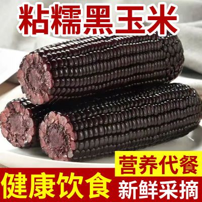 正宗黑糯玉米2025小棒黑糯玉米早餐营养代餐真空包装甜糯苞米新货