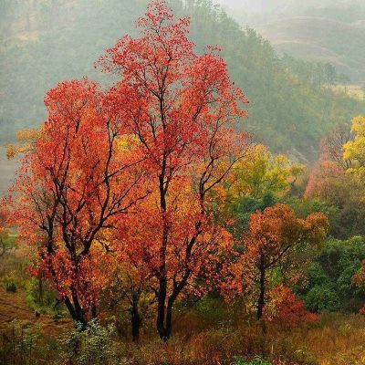 珍惜树种乌桕树苗南方北方均可种植乌桕苗乌桕树大型工程绿化苗【