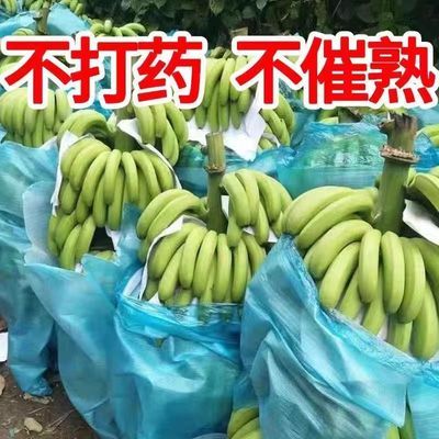 香蕉青皮香蕉薄皮香蕉自然成熟一整箱青香蕉纯天然