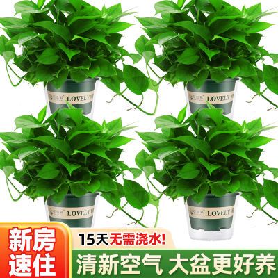 绿萝盆栽室内好养吸除甲醛净化空气水培植物绿植花卉盆栽绿箩批发