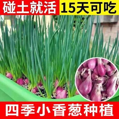 火葱头四季小香葱广东红葱头盆栽头苗小葱籽黄葱头阳台蔬菜盆栽葱