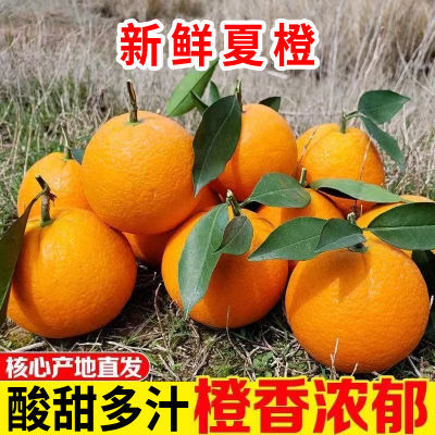广西当季新鲜夏橙正宗高山橙子应季香橙水果酸甜多汁整箱榨汁鲜橙